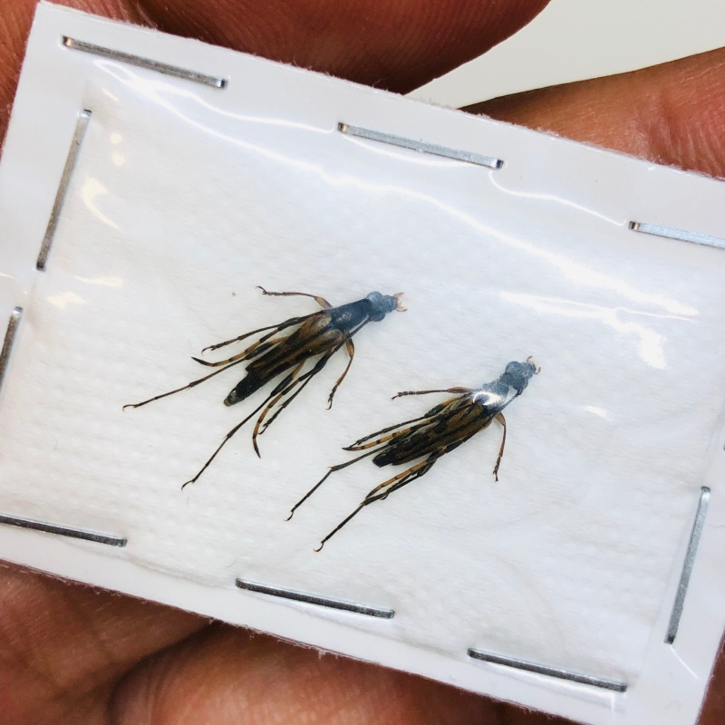 Cerambycidae sp 2pcs from Lin'an Zhejiang No.4335