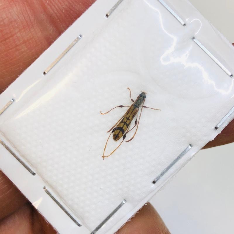 Cerambycidae sp from Lin'an Zhejiang No.4337