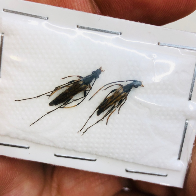 Cerambycidae sp 2pcs from Lin'an Zhejiang No.4334
