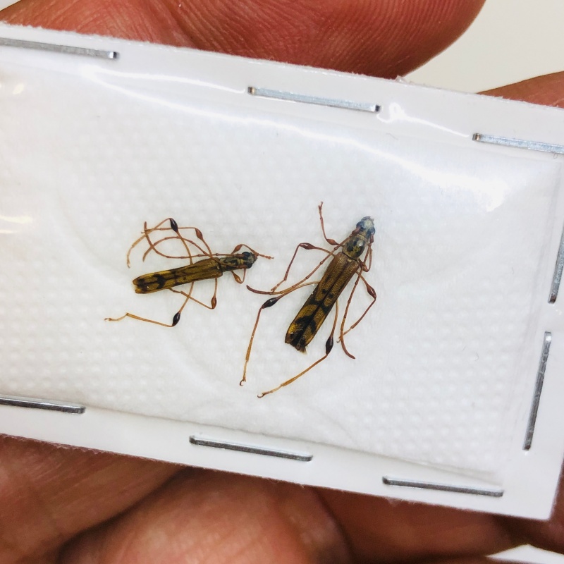 Cerambycidae sp 2pcs from Lin'an Zhejiang No.4339