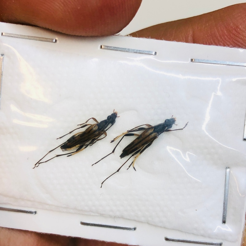 Cerambycidae sp 2pcs from Lin'an Zhejiang No.4336