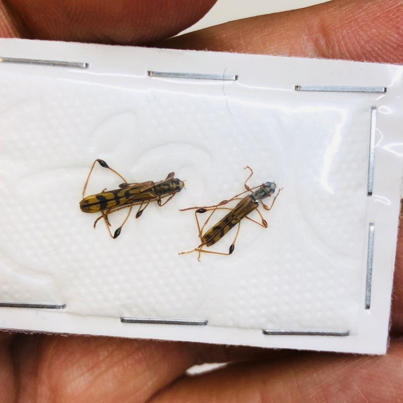 Cerambycidae sp 2pcs from Lin'an Zhejiang No.4338