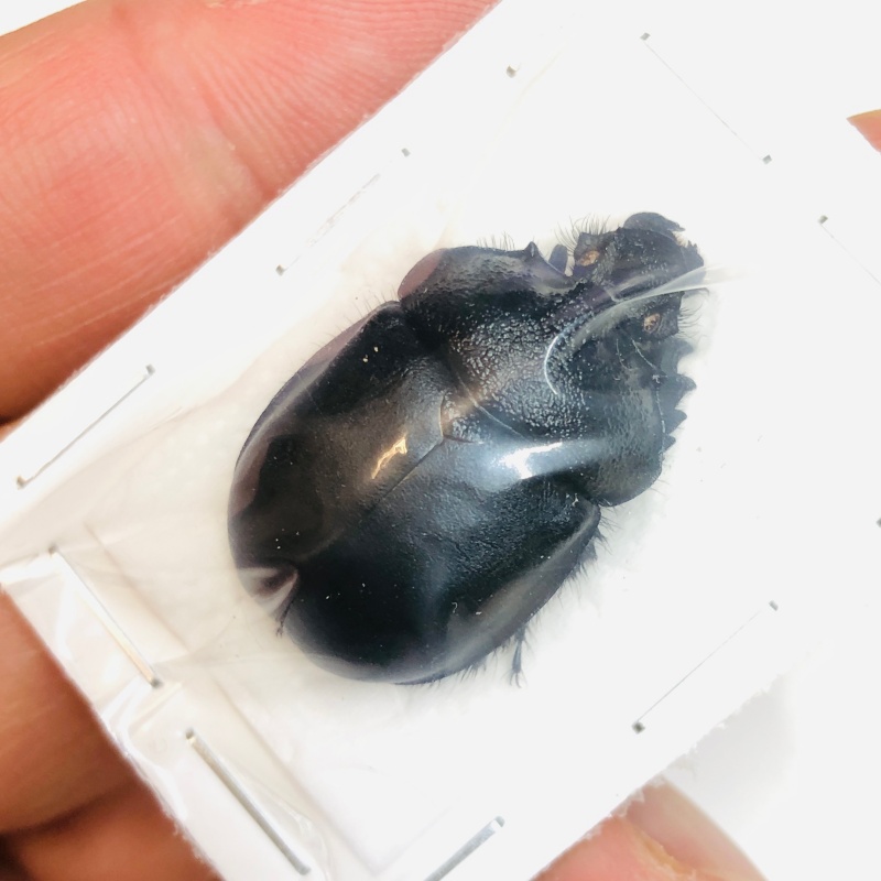 Geotrupidae sp A1 from Baise Guangxi No.4715