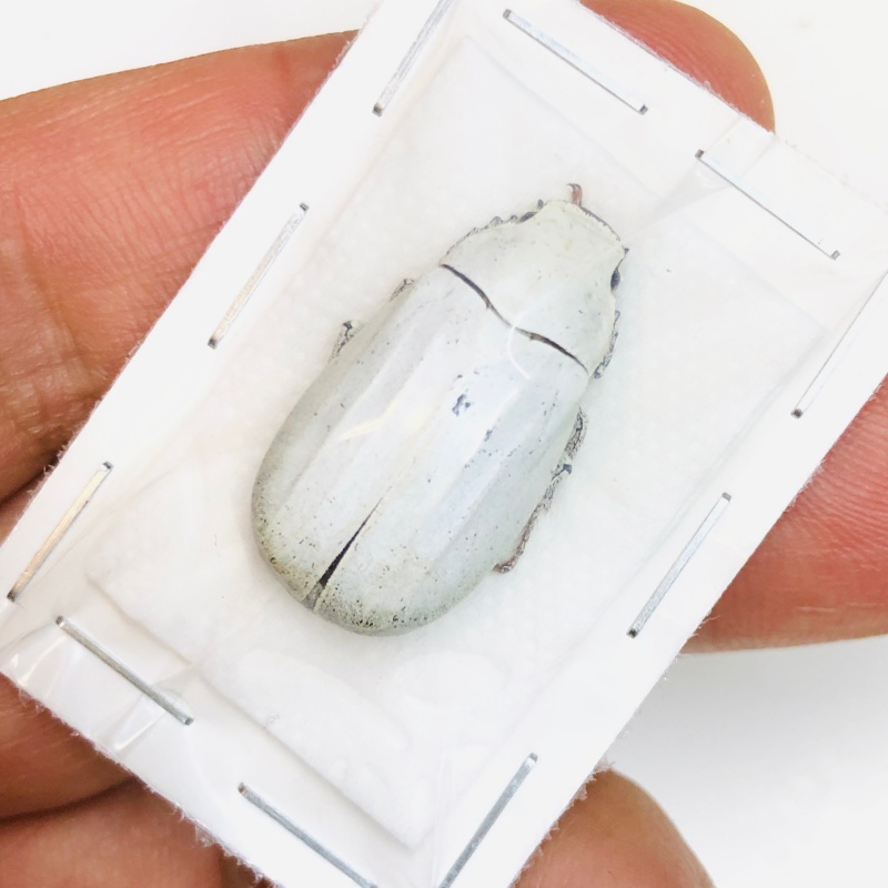 Melolonthidae sp A1 from Baise Guangxi No.4719