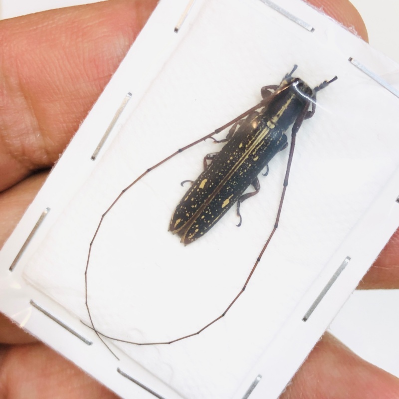 Cerambycidae sp from Baise Guangxi No.4722