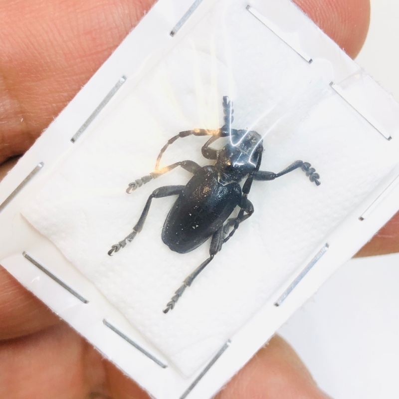 Cerambycidae sp from Chifeng Inner-Mongolia No.4723