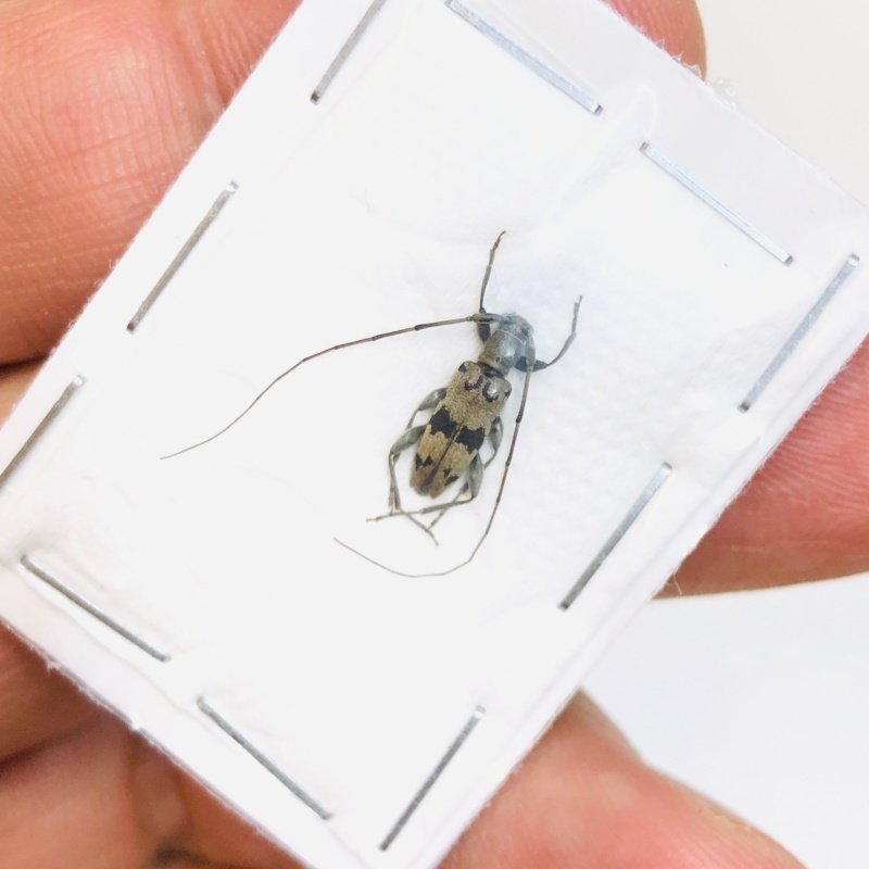Cerambycidae sp from Baise Guangxi No.4721