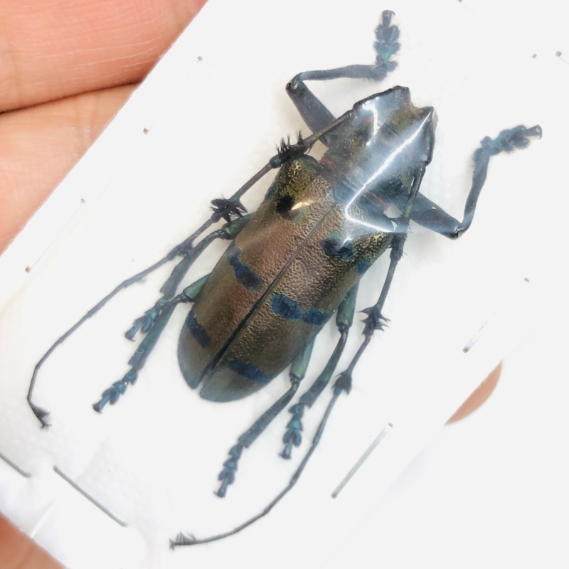 Cerambycidae sp from Baise Guangxi No.4717