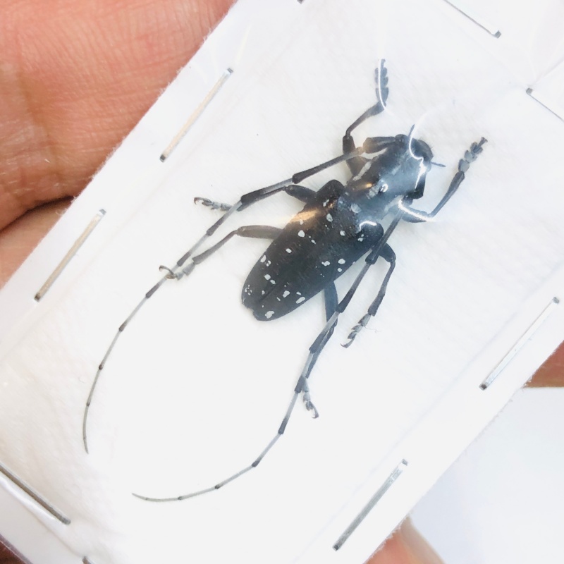 Cerambycidae sp from Baise Guangxi No.4726