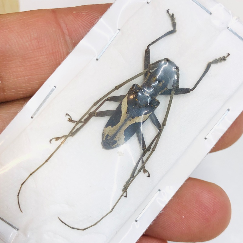 Cerambycidae sp from Baise Guangxi No.4725
