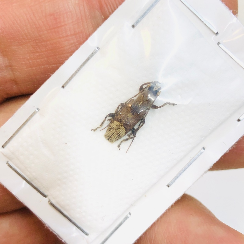 Cerambycidae sp from Baise Guangxi No.4730