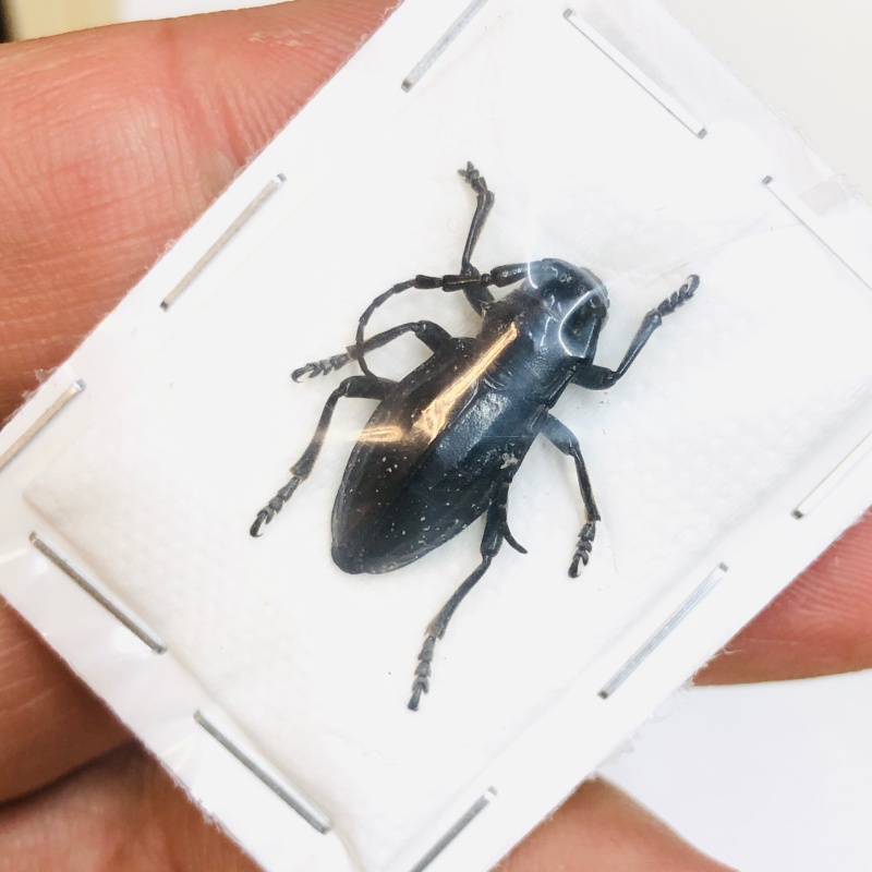 Cerambycidae sp from Chifeng Inner-Mongolia No.4724