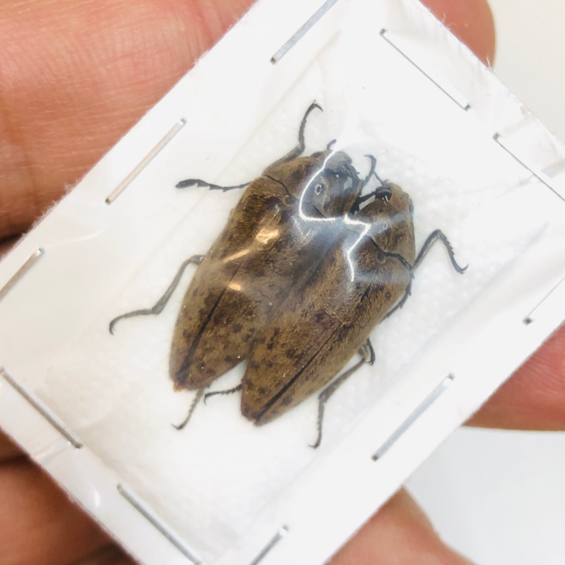 beetles 2pcs A1 from Baise Guangxi No.4728