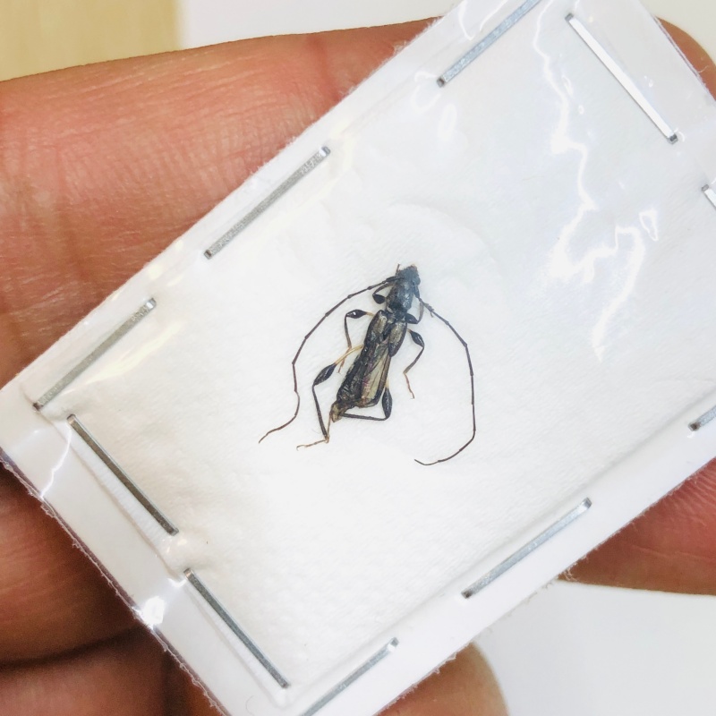 Cerambycidae sp from Baise Guangxi No.4729