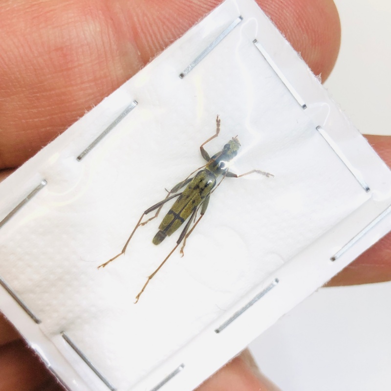Cerambycidae sp from Baise Guangxi No.4731