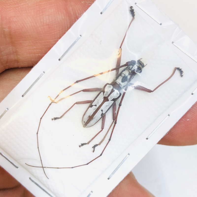 Cerambycidae sp from Baise Guangxi No.4727