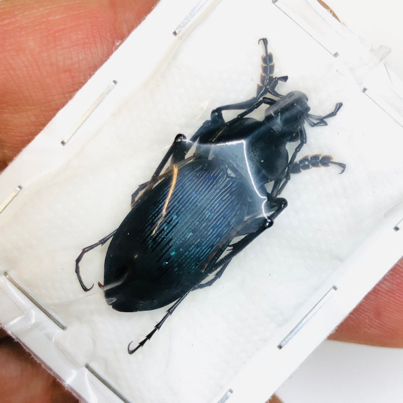 Carabus (Apotomopterus) adolescens 30mm A1 from Loudi Hunan No.4300