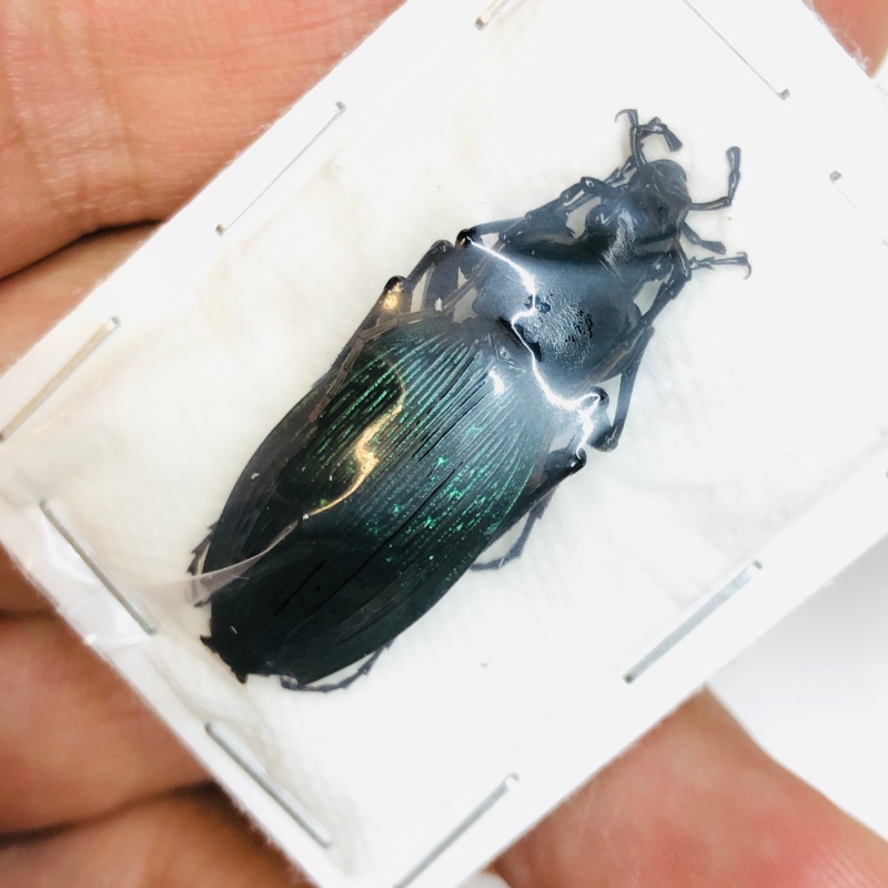 Carabus (Apotomopterus) adolescens 34mm A1 from Loudi Hunan No.4304