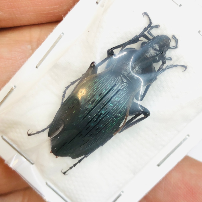 Carabus (Apotomopterus) adolescens 33mm A1 from Loudi Hunan No.4305