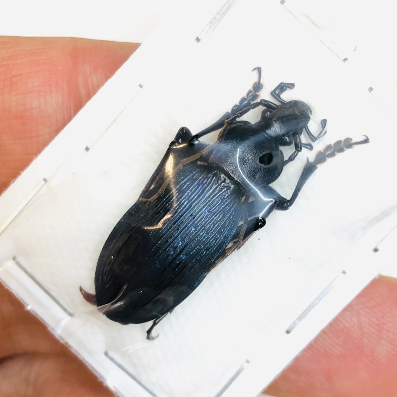 Carabus (Apotomopterus) adolescens 30mm A1 from Loudi Hunan No.4303
