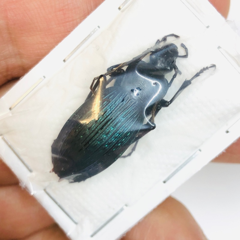 Carabus (Apotomopterus) adolescens 31mm A1 from Loudi Hunan No.4302