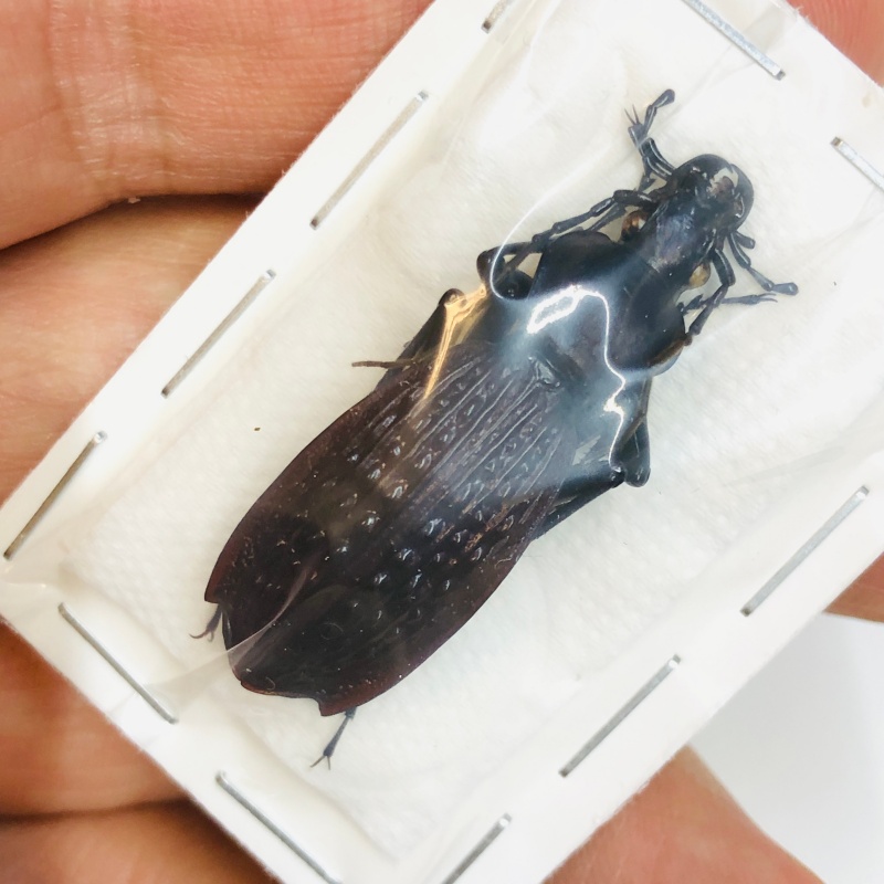 Carabus (Apotomopterus) prattianus prattianus 37mm A1 from Badong Hubei No.4306