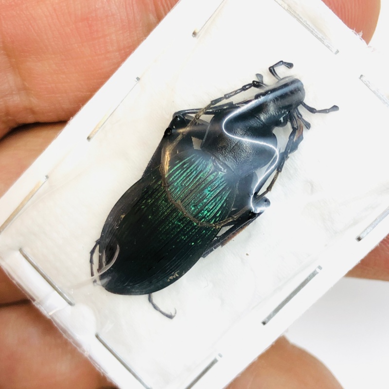 Carabus (Apotomopterus) adolescens 30mm A1 from Loudi Hunan No.4301