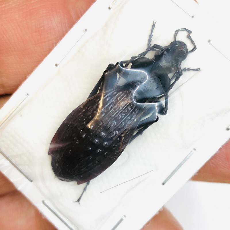 Carabus (Apotomopterus) prattianus prattianus 35mm A- from Badong Hubei No.4308