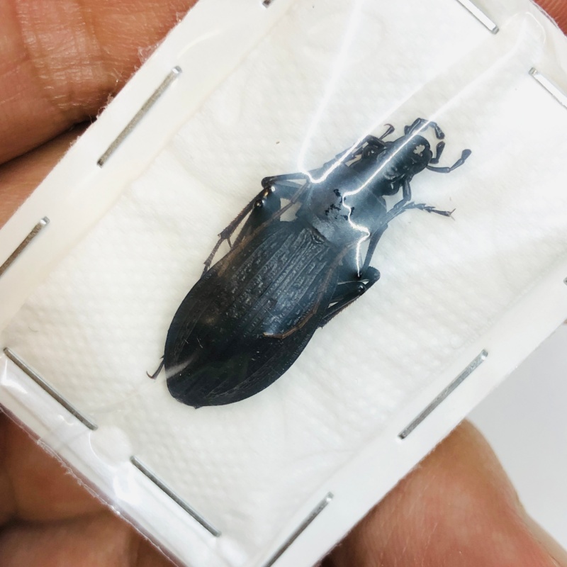 Carabus (Apotomopterus) sp 26mm A1 from Zhenba Shaanxi No.4309