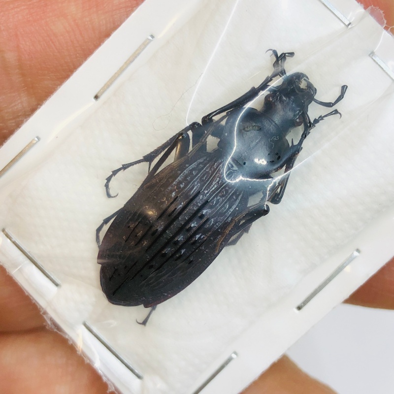 Carabus (Apotomopterus) sp 31mm A1 from Zhenba Shaanxi No.4312