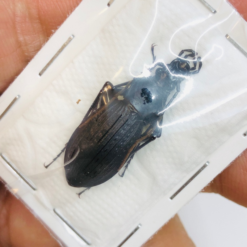 Carabus (Apotomopterus) sp 28mm A1 from Zhenba Shaanxi No.4313