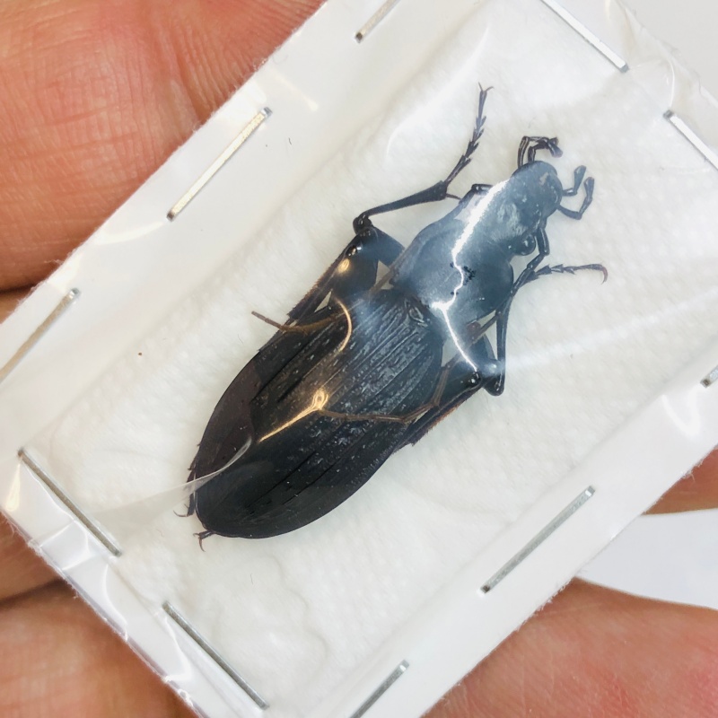 Carabus (Apotomopterus) sp 30mm A1 from Zhenba Shaanxi No.4311