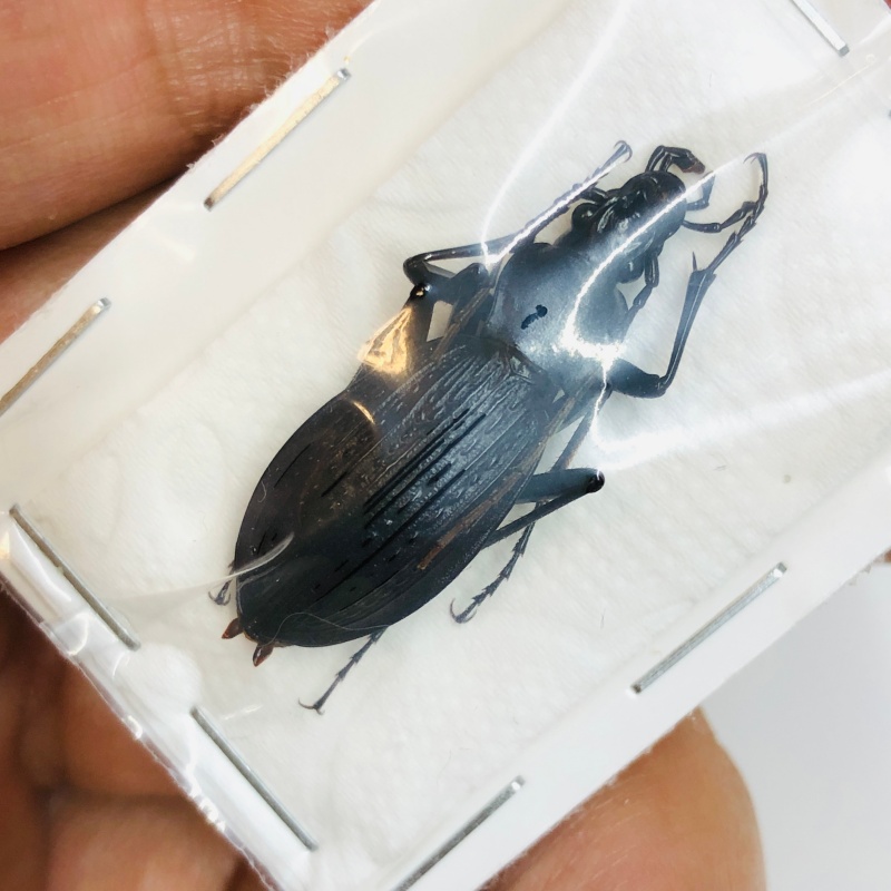 Carabus (Apotomopterus) sp 29mm A1 from Zhenba Shaanxi No.4310