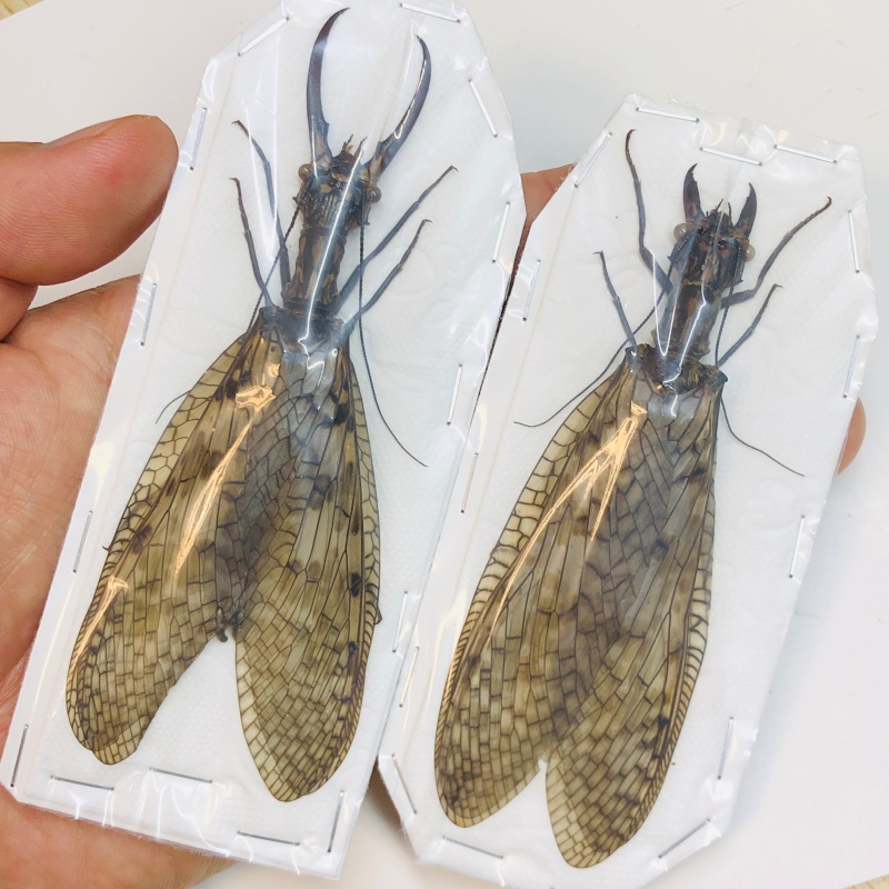 Acanthacorydalis orientalis 117mm105mm pair from Yuexi Anhui No.5459