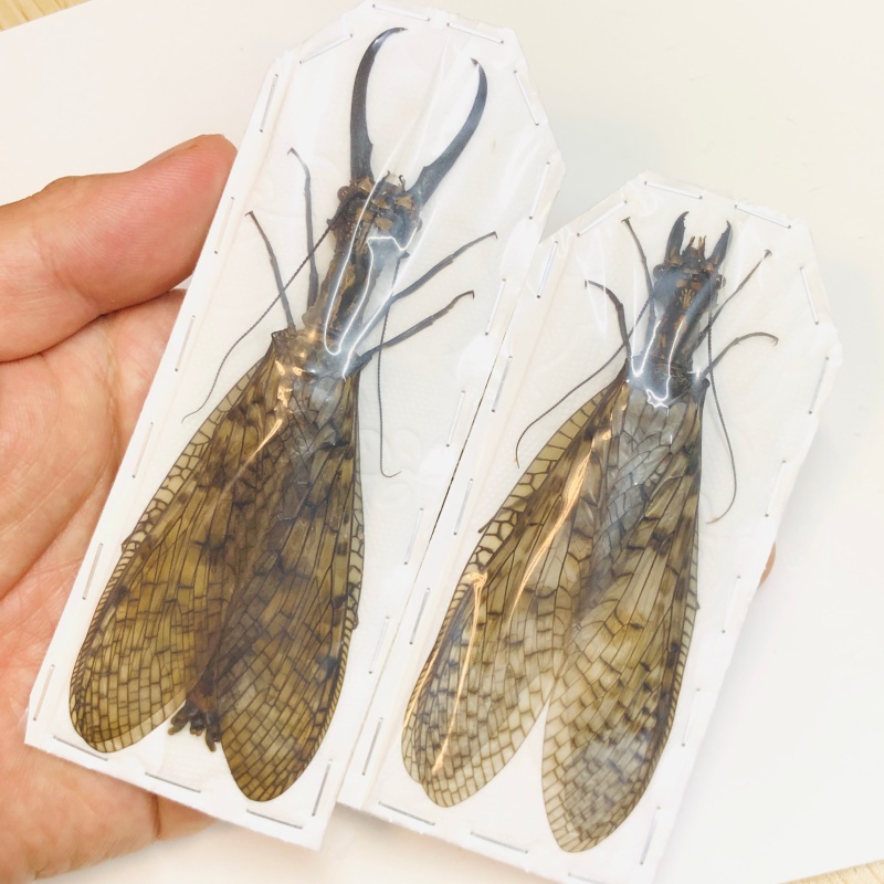 Acanthacorydalis orientalis 125mm103mm pair from Yuexi Anhui No.5456