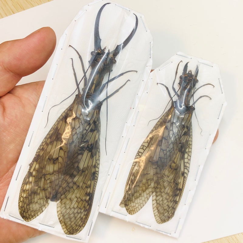 Acanthacorydalis orientalis 140mm99mm pair from Yuexi Anhui No.5457