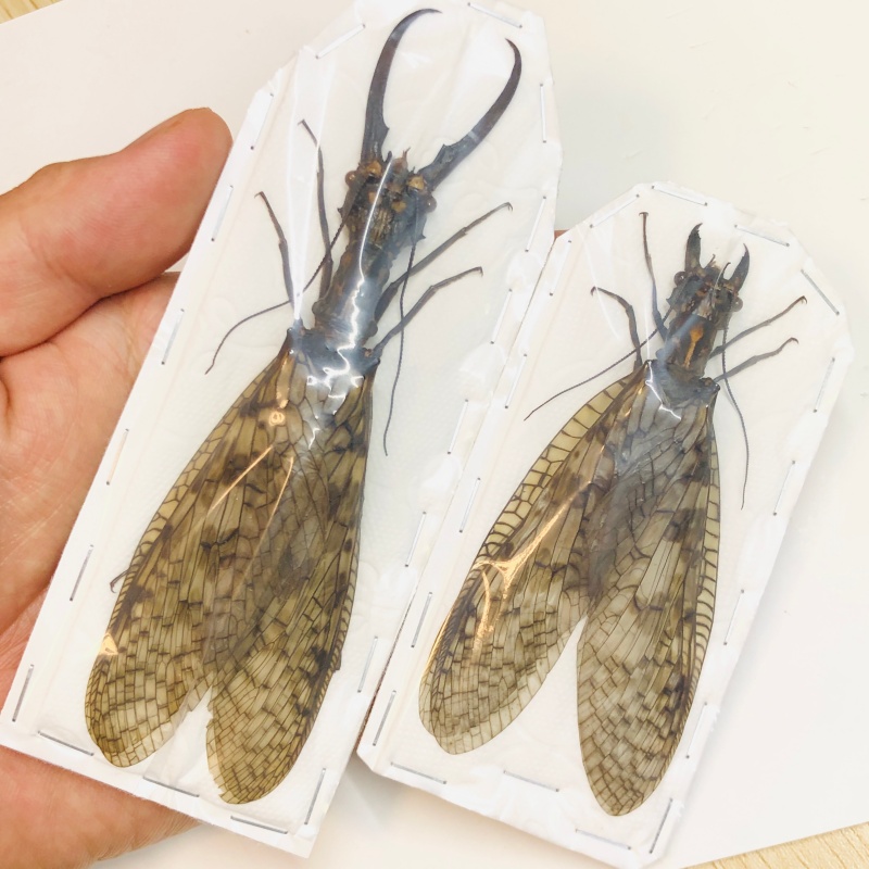 Acanthacorydalis orientalis 131mm95mm pair from Yuexi Anhui No.5458