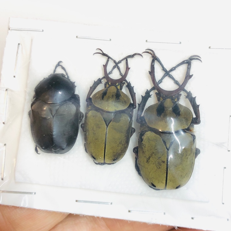 Cetoniidae Dicronocephalus chenliae 3pcs 21-34mm A1 from Diqing Yunnan No.5461