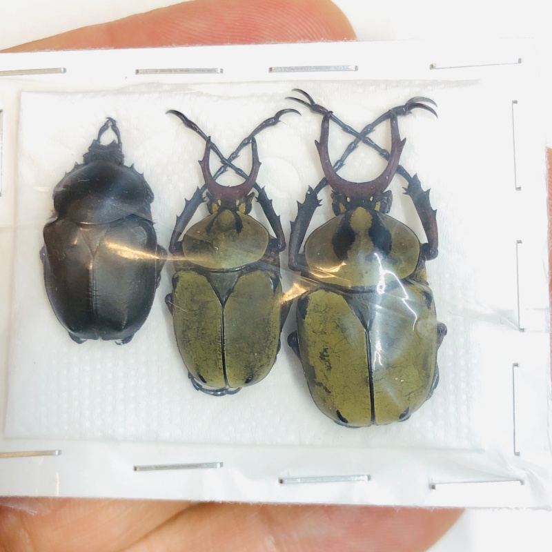 Cetoniidae Dicronocephalus chenliae 3pcs 20-32mm A1 from Diqing Yunnan No.5462