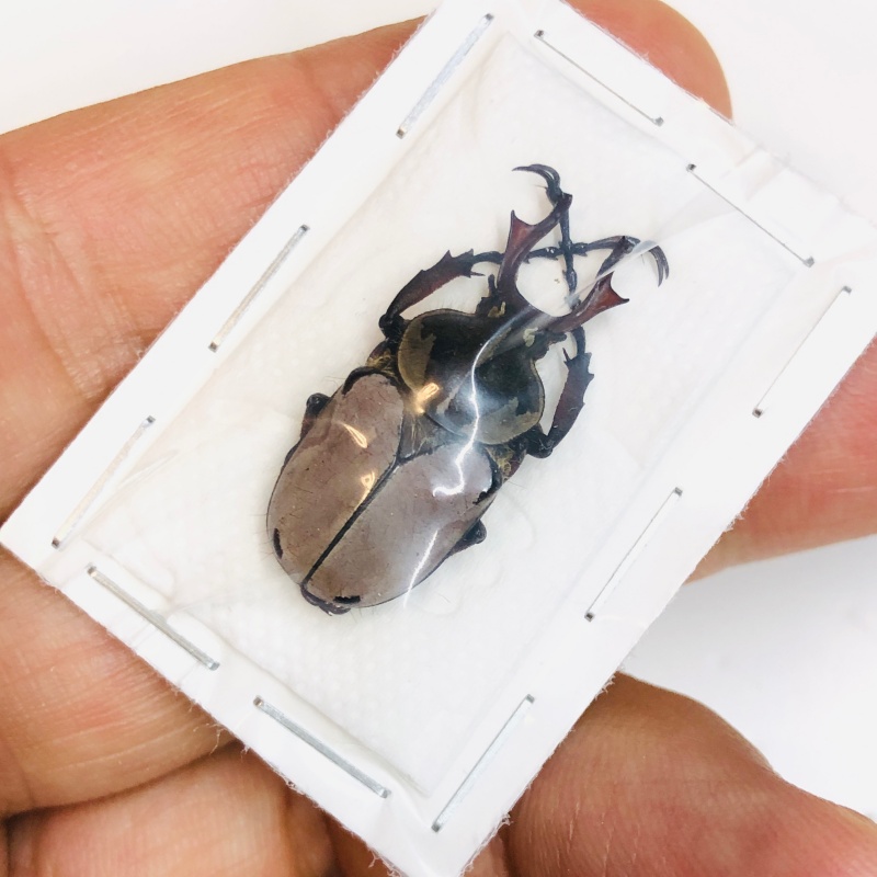 Cetoniidae Dicranocephalus dabryi 27mm A1 from Liangshan Sichuan No.5469 none spots type