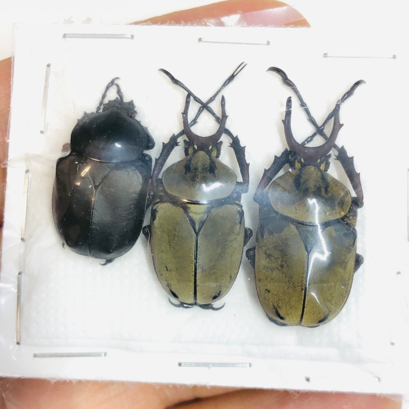 Cetoniidae Dicronocephalus chenliae 3pcs 21-28mm A1 from Diqing Yunnan No.5464