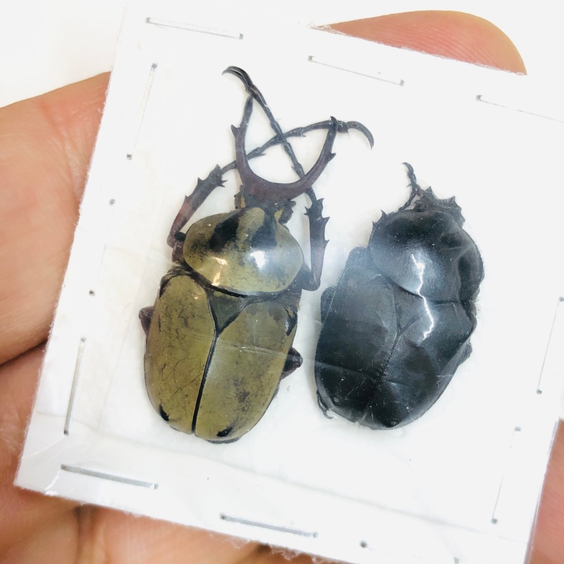 Cetoniidae Dicronocephalus chenliae 23mm32mm pair A1 from Diqing Yunnan No.5466