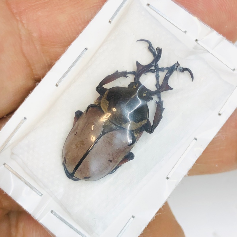 Cetoniidae Dicranocephalus dabryi 28mm A1 from Liangshan Sichuan No.5467 few spots type