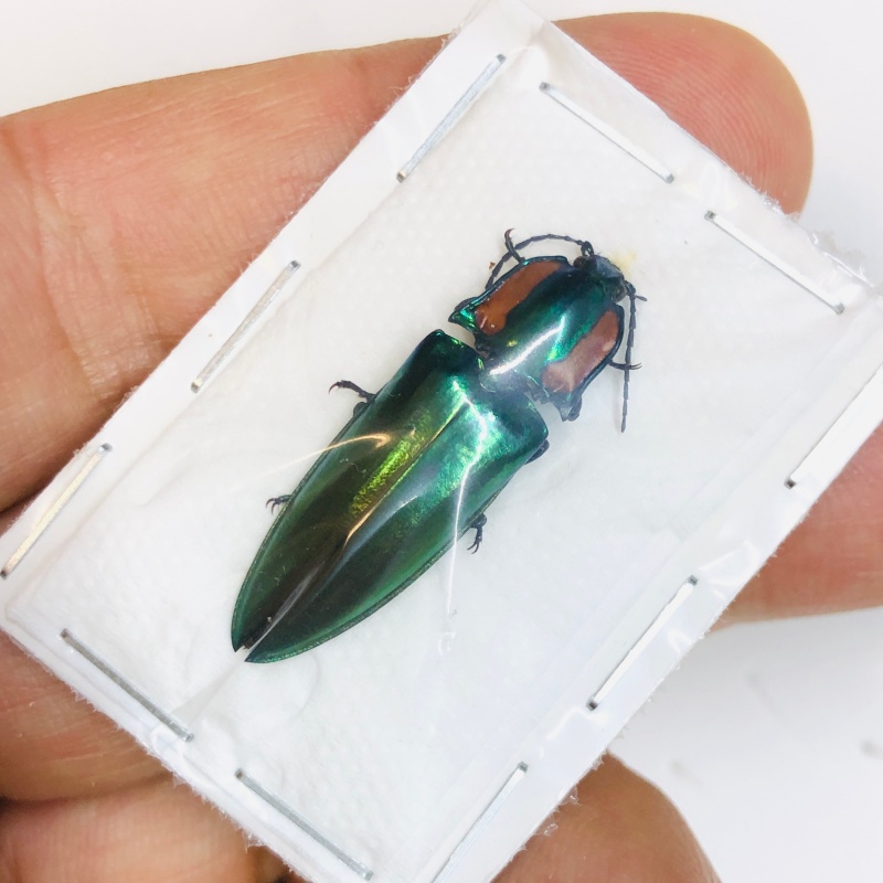 Elateridae Campsosternus sp A1 30mm from Yaan Sichuan No.5471