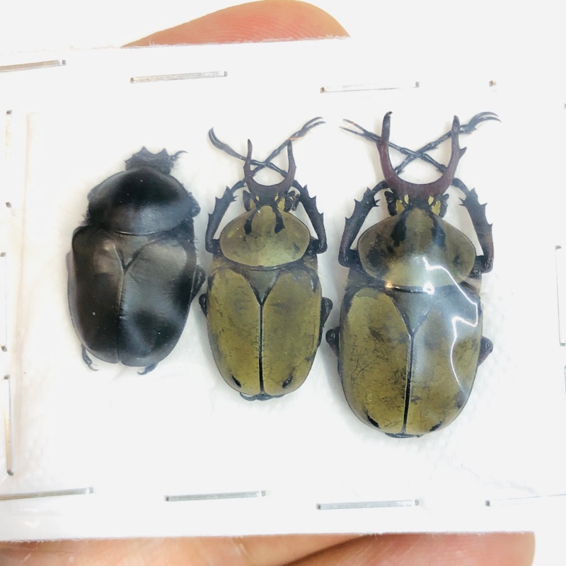 Cetoniidae Dicronocephalus chenliae 3pcs 20-29mm A1 from Diqing Yunnan No.5463