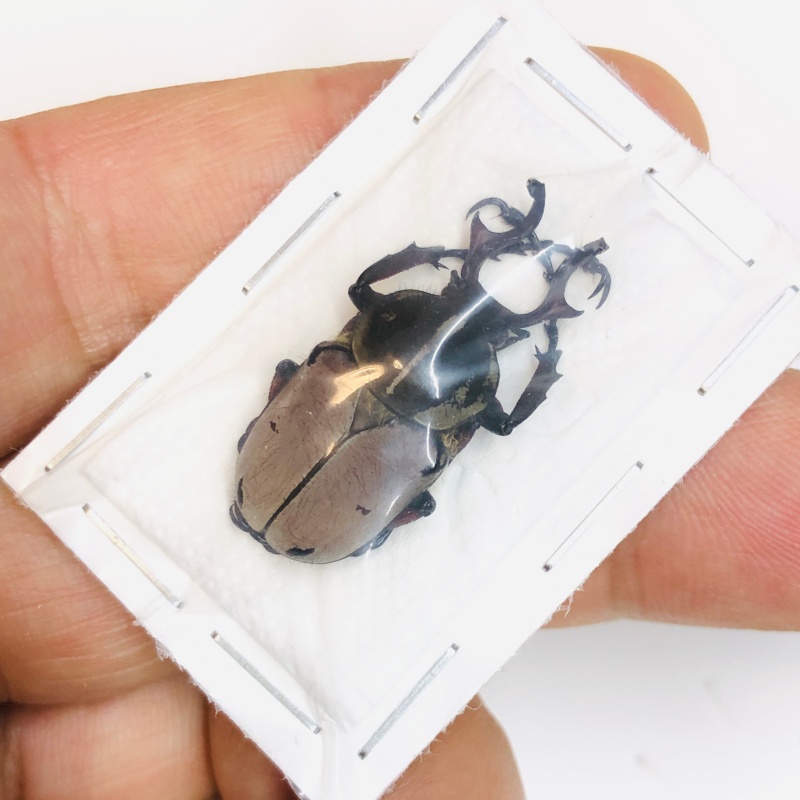 Cetoniidae Dicranocephalus dabryi 29mm A1 from Liangshan Sichuan No.5470 few spots type