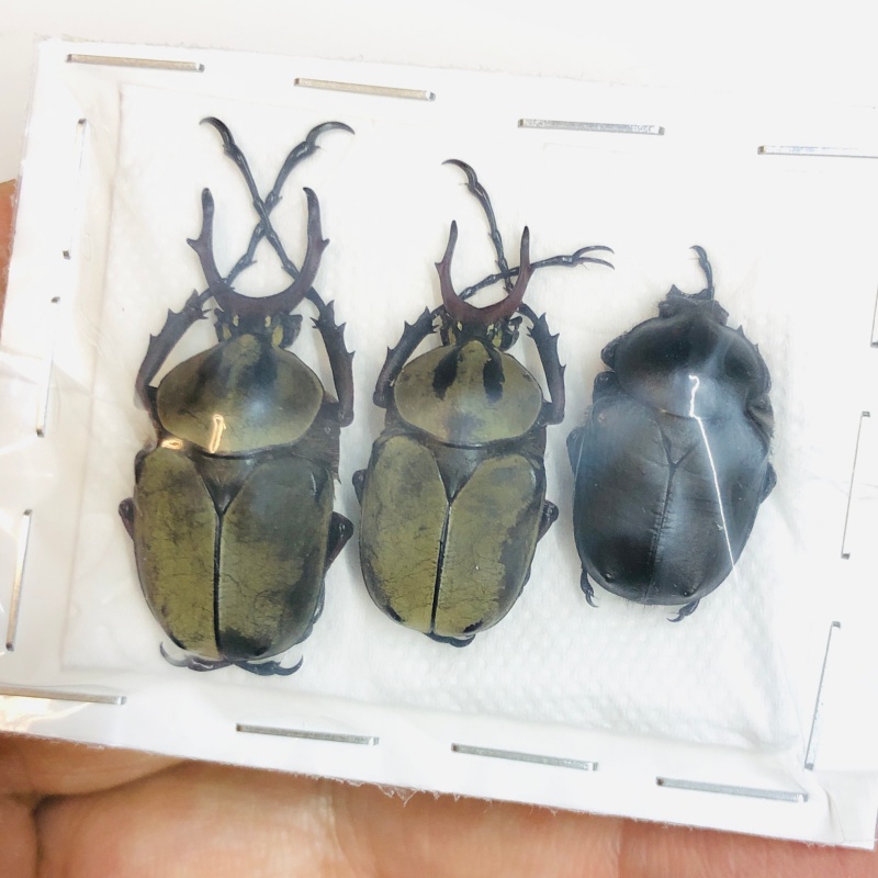 Cetoniidae Dicronocephalus chenliae 3pcs 20-30mm A1 from Diqing Yunnan No.5465