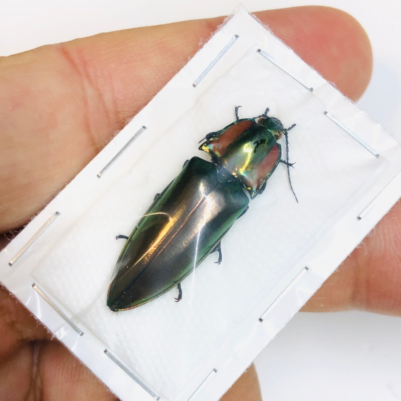 Elateridae Campsosternus sp A1 33mm from Yaan Sichuan No.5475