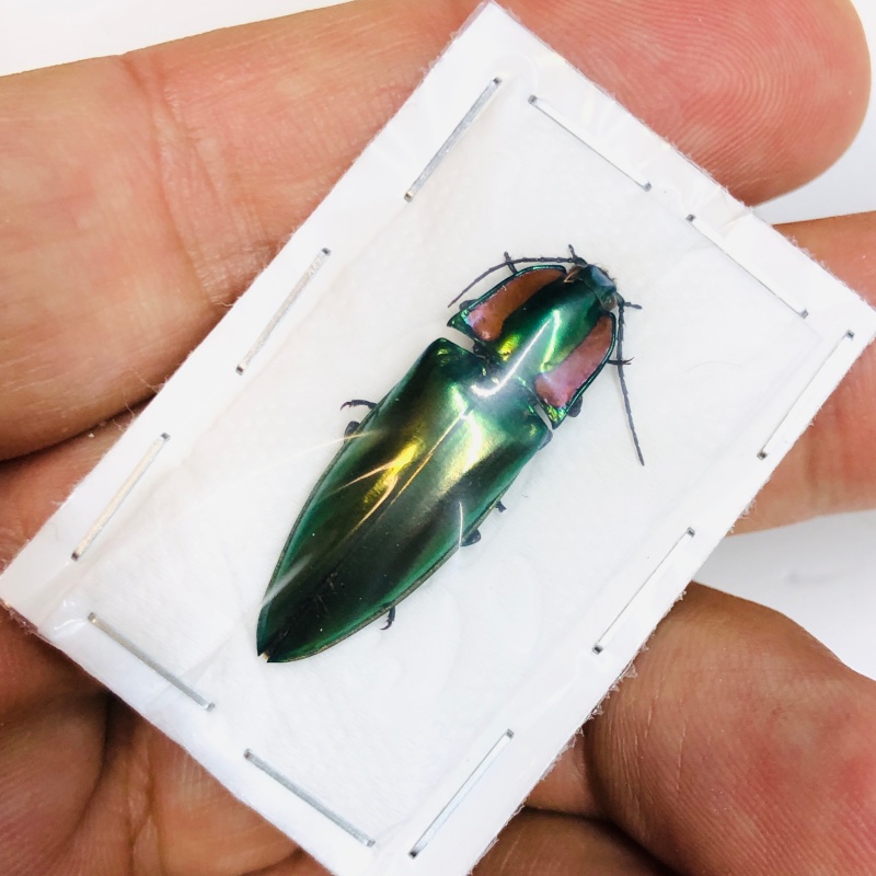 Elateridae Campsosternus sp A1 30mm from Yaan Sichuan No.5474