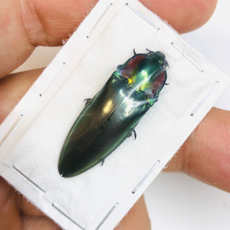 Elateridae Campsosternus sp A1 35mm from Yaan Sichuan No.5476